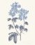 Picture of BLUE BOTANICAL III