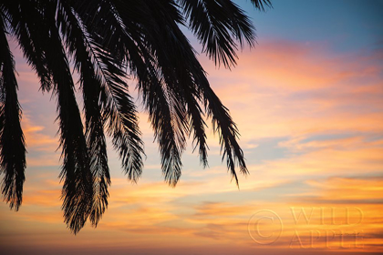 Picture of SUNSET PALMS I