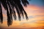 Picture of SUNSET PALMS I
