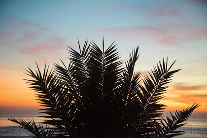 Picture of SUNSET PALMS II