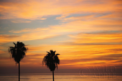 Picture of SUNSET PALMS III