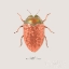 Picture of ADORNING COLEOPTERA V SQ CAMELIA