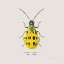 Picture of ADORNING COLEOPTERA VII SQ GOLDEN