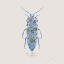 Picture of ADORNING COLEOPTERA VIII SQ BLUE