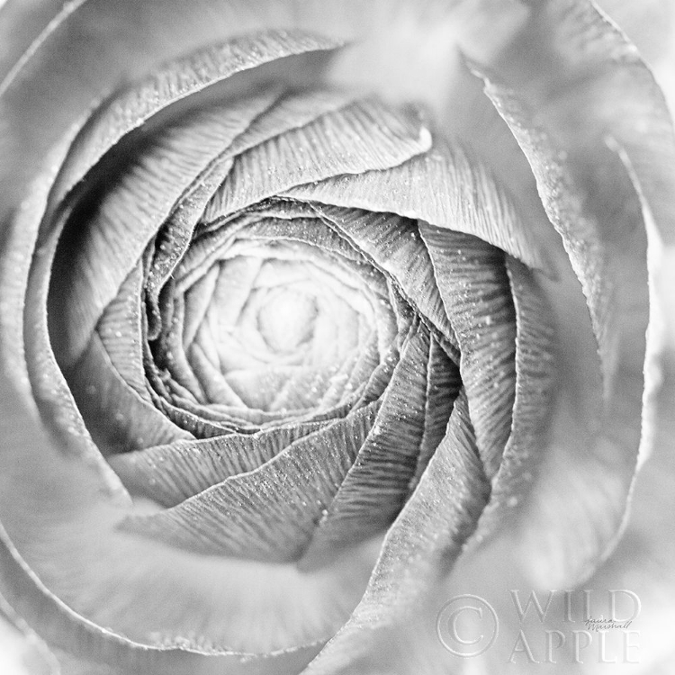 Picture of RANUNCULUS ABSTRACT I BW LIGHT