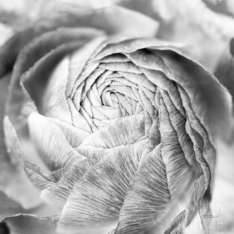 Picture of RANUNCULUS ABSTRACT II BW LIGHT