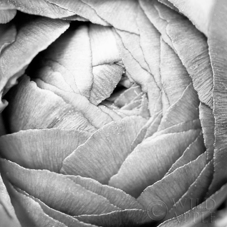 Picture of RANUNCULUS ABSTRACT III BW LIGHT