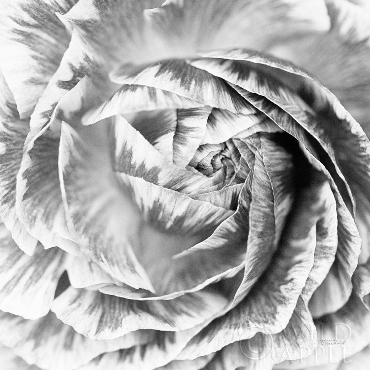 Picture of RANUNCULUS ABSTRACT IV BW LIGHT