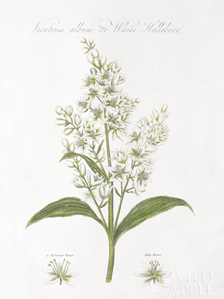 Picture of BOTANY BOOK XI WHITE GREEN