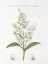 Picture of BOTANY BOOK XI WHITE GREEN