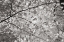 Picture of FOLIAGE II