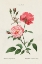 Picture of ROSA