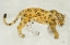 Picture of BIG CAT I