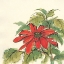 Picture of POINSETTIA I