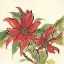 Picture of POINSETTIA II