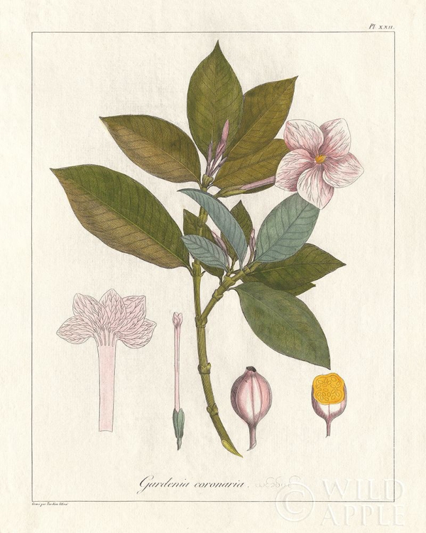 Picture of BOTANICAL GARDENIA V2