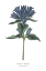 Picture of CAMPANULA BRIGHT