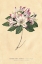 Picture of RHODODENDRON VINTAGE