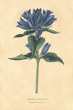 Picture of CAMPANULA VINTAGE
