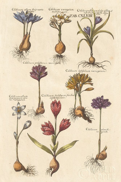 Picture of VINTAGE FLORILEGIUM I