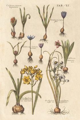 Picture of VINTAGE FLORILEGIUM II