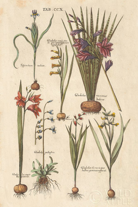 Picture of VINTAGE FLORILEGIUM III