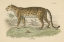 Picture of VINTAGE LEOPARD