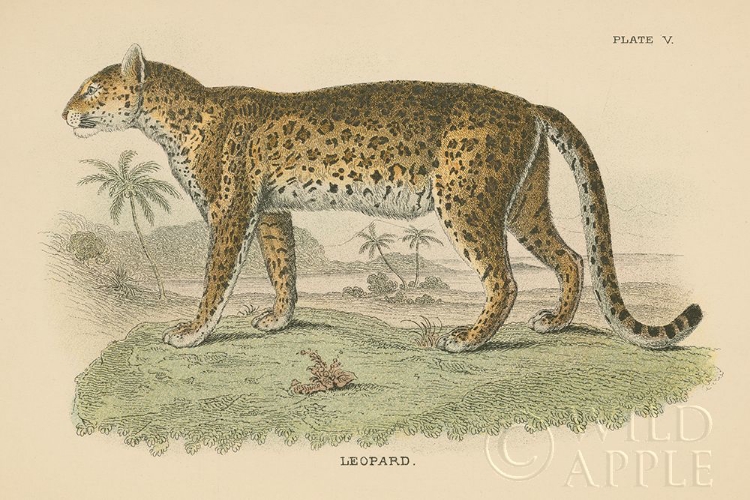 Picture of VINTAGE LEOPARD