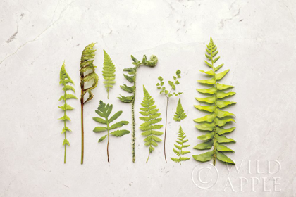 Picture of FLAT LAY FERNS I
