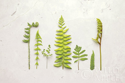 Picture of FLAT LAY FERNS II