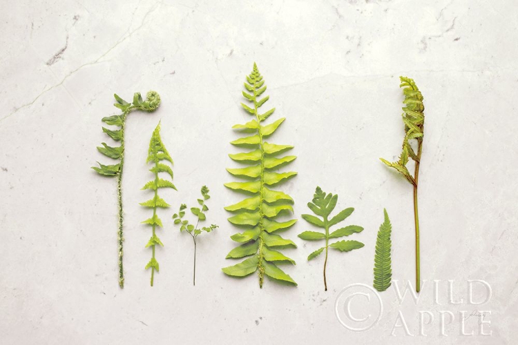 Picture of FLAT LAY FERNS II