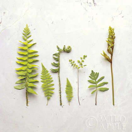 Picture of FLAT LAY FERNS III