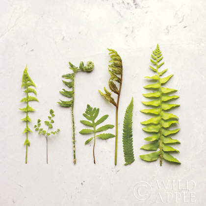 Picture of FLAT LAY FERNS IV