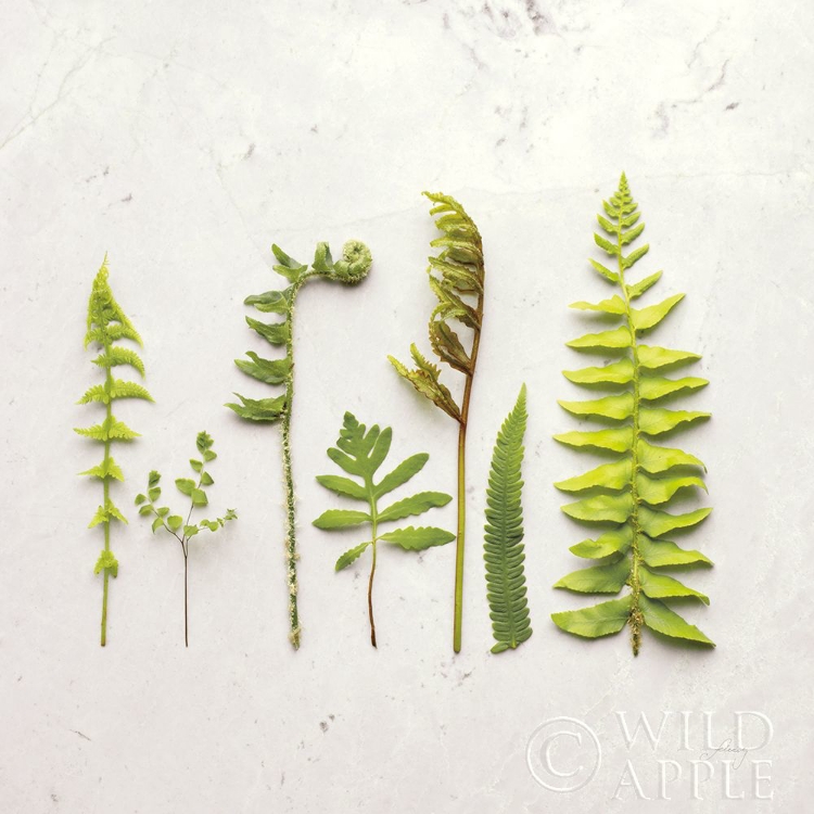 Picture of FLAT LAY FERNS IV