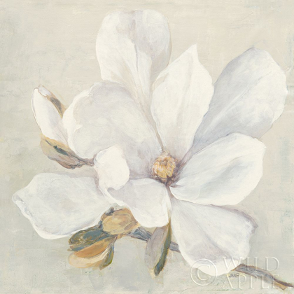 Picture of SERENE MAGNOLIA