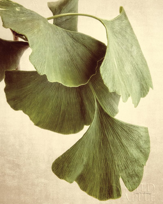 Picture of GINGKO COLOR