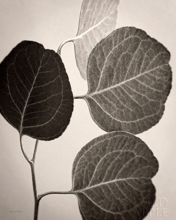 Picture of EUCALYPTUS SEPIA