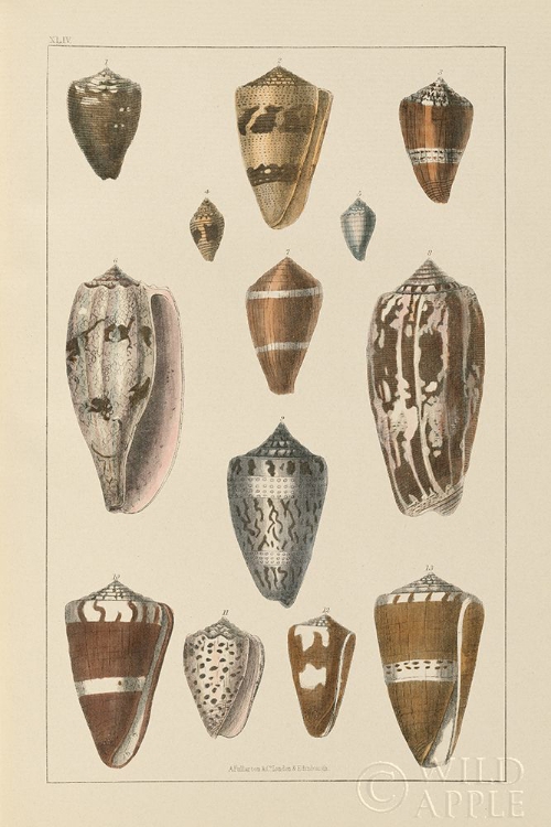 Picture of SHELL ASSORMENT I