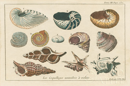 Picture of SHELL ETCHINGS I