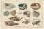 Picture of SHELL ETCHINGS I