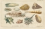 Picture of SHELL ETCHINGS II