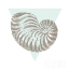 Picture of CONCHOLOGY SKETCHES II