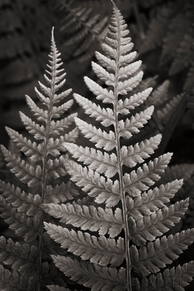 Picture of LADY FERN I