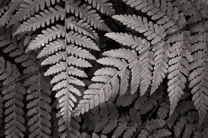 Picture of LADY FERN II