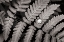 Picture of OAK FERN