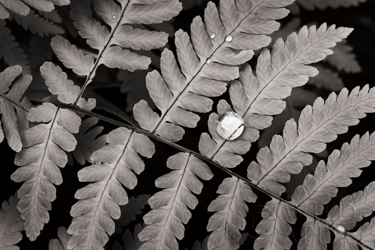 Picture of OAK FERN