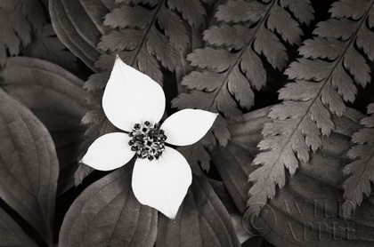 Picture of BUNCHBERRY AND FERNS I BW