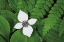 Picture of BUNCHBERRY AND FERNS I COLOR