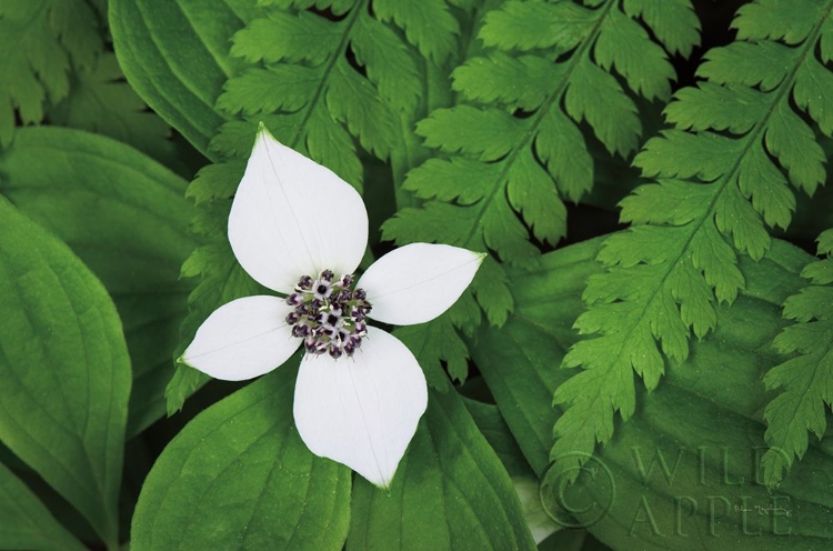 Picture of BUNCHBERRY AND FERNS I COLOR