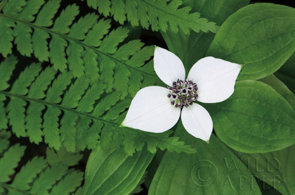 Picture of BUNCHBERRY AND FERNS II COLOR